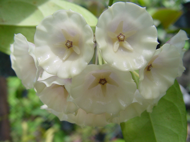 Hoya.JPG