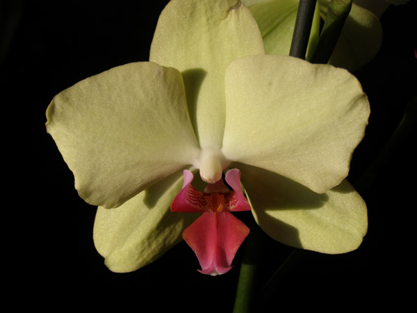 cveti 012.jpg