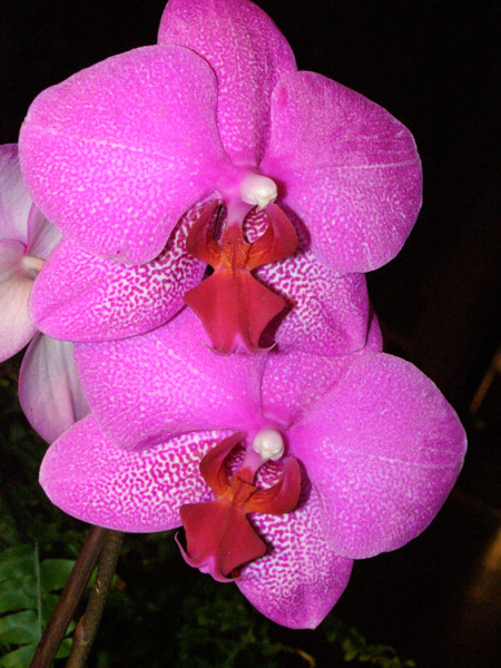 cveti 084.jpg