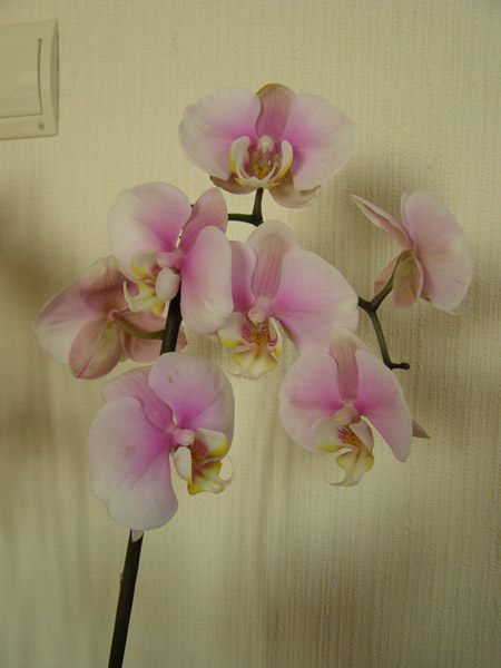 cveti 005.jpg