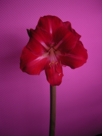DSCN8466.JPG