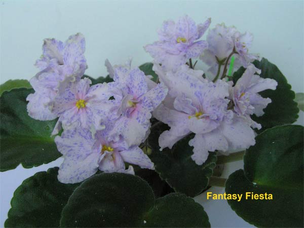 Fantasy-Fiesta1.jpg