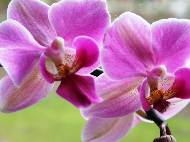 DSCF1329.jpg