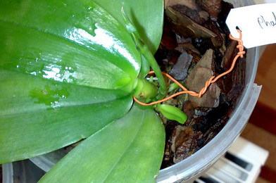 OlegCherry_Phal_violaceae_Kultana_002.jpg