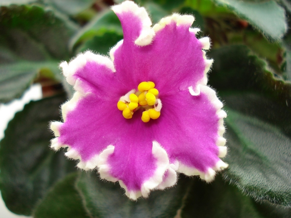 DSC04006.JPG