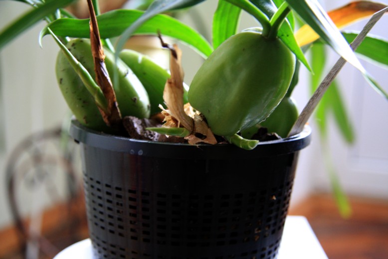 c.cristata.jpg