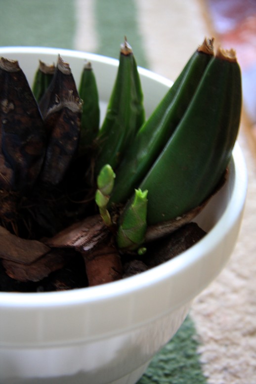 lycaste_c.jpg