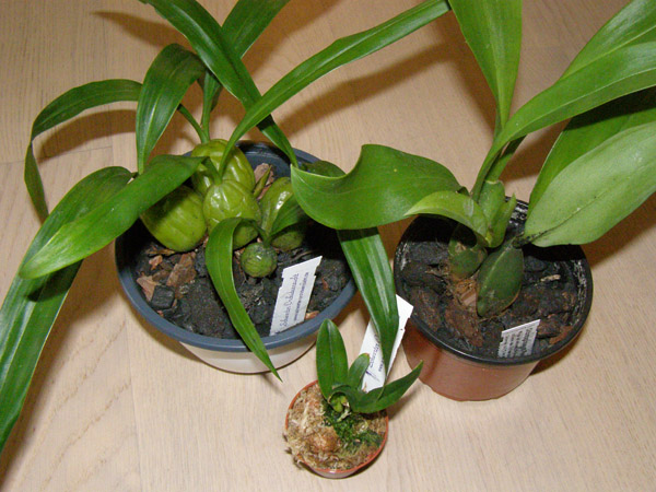 cveti 078.jpg