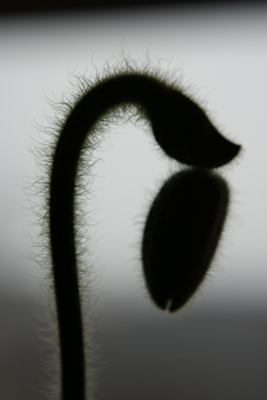 DSC04374.jpg