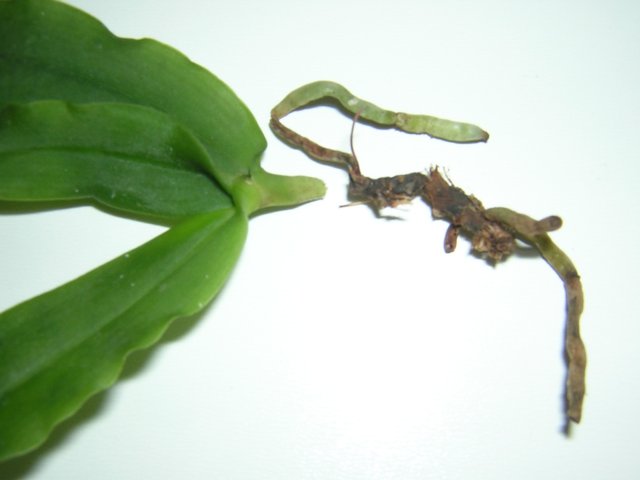 DSCN2957.jpg