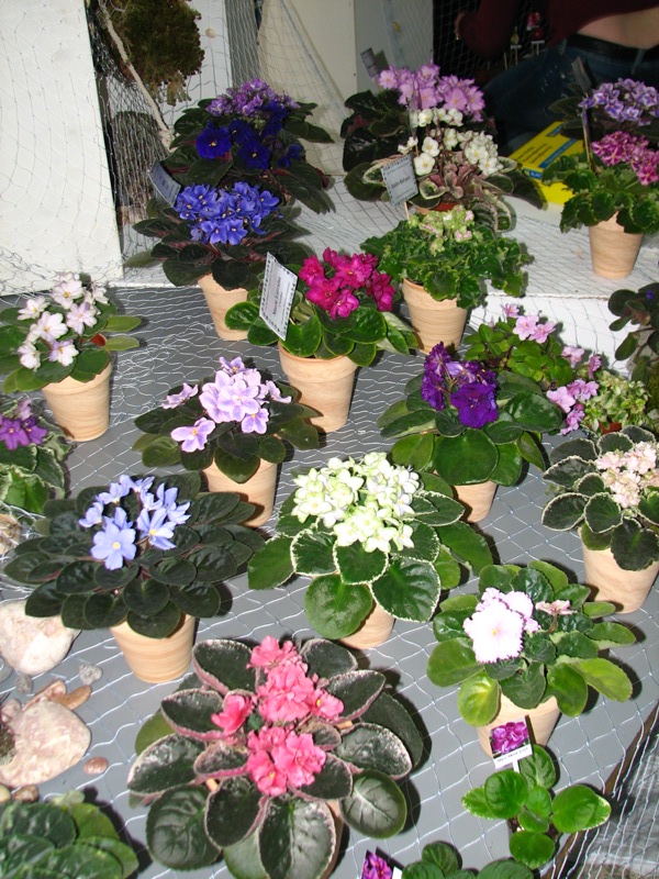 IMG_1725.JPG