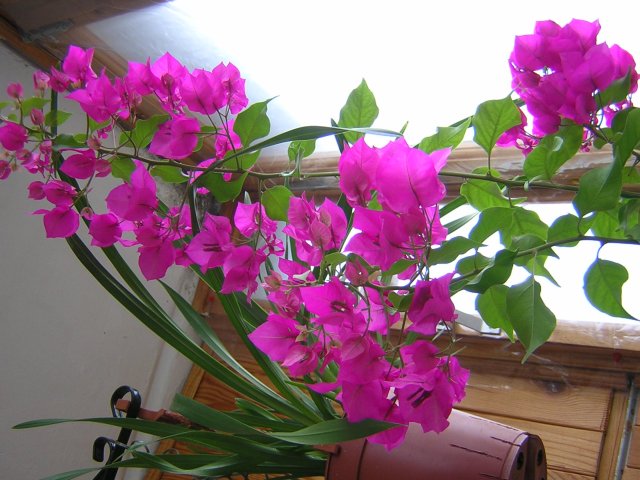 DSCN2960.jpg