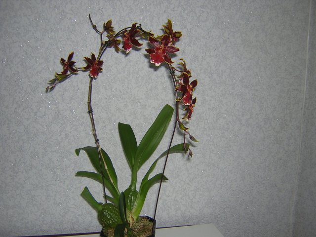 DSCN2982.jpg