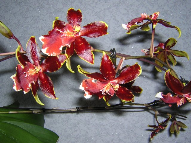 DSCN2984.jpg