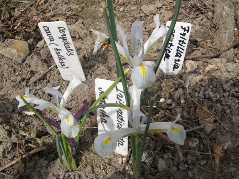 iris_natascha.JPG