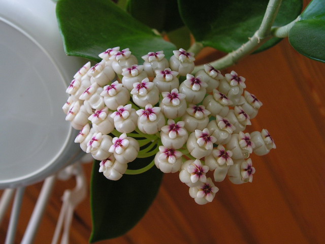 pachyclada sm 1.jpg