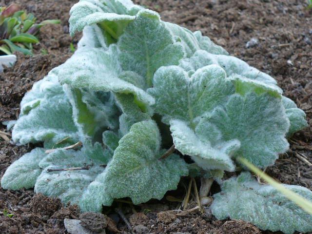 Salvia Aventii