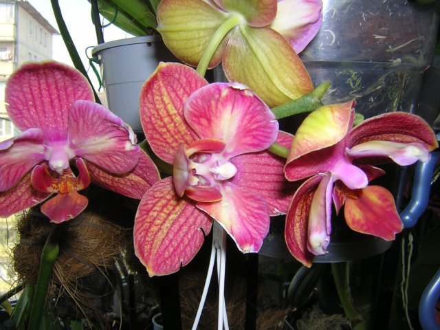 DSCN3008.jpg