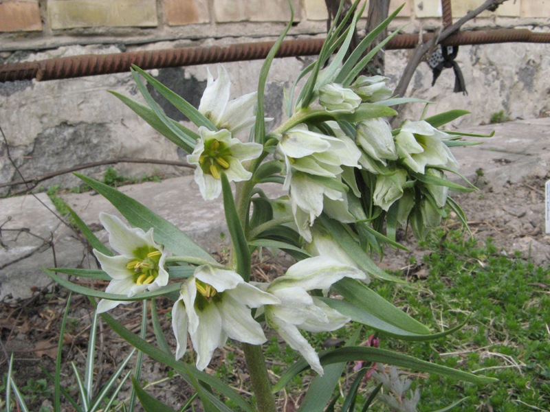 frit_bucharica.JPG