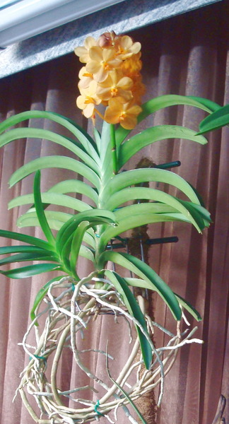 DSC00644э.jpg