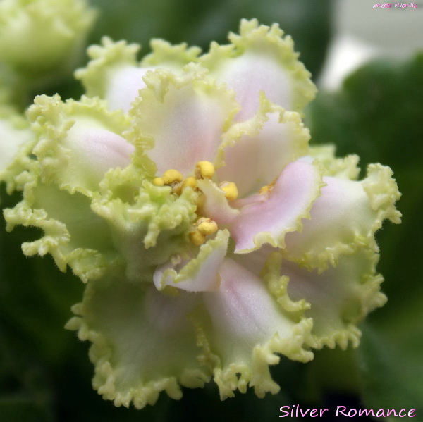 Silver Romance