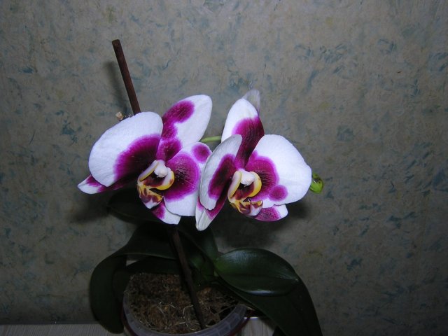 DSCN3045.jpg
