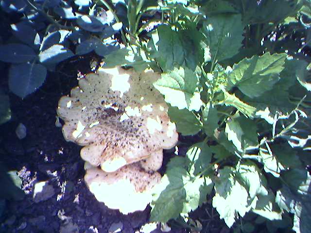 25-06-06_1143.jpg