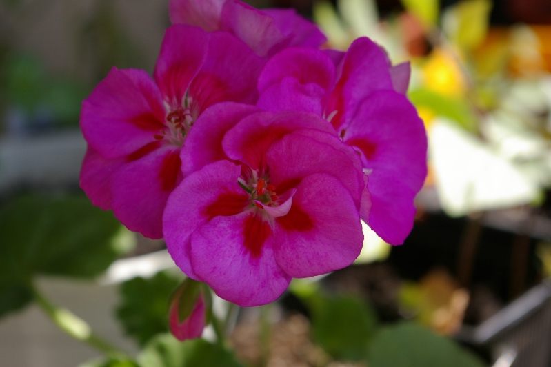 IMGP0075.JPG