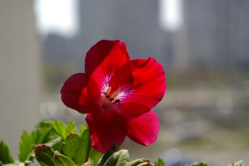 IMGP0082.JPG