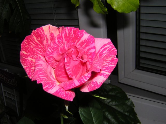 DSCN3089.jpg