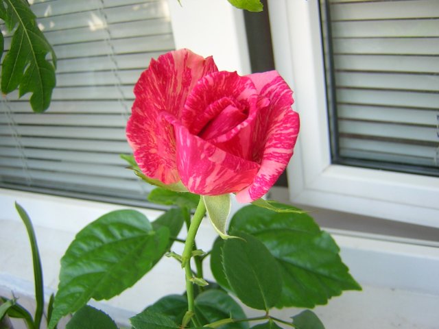DSCN3078.jpg