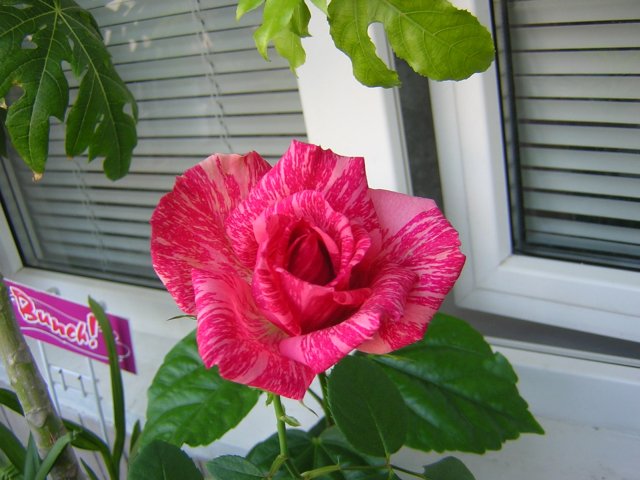 DSCN3094.jpg