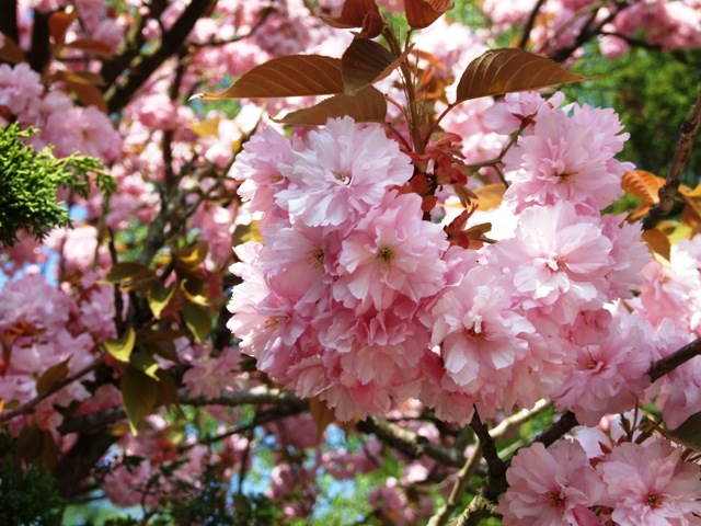 blumenn 010.jpg