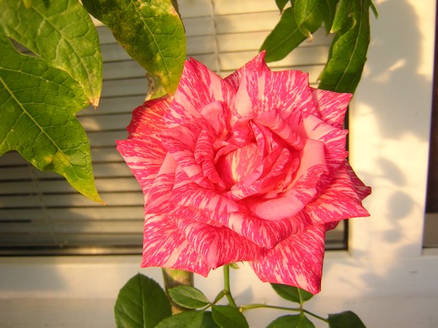 DSCN3103.jpg