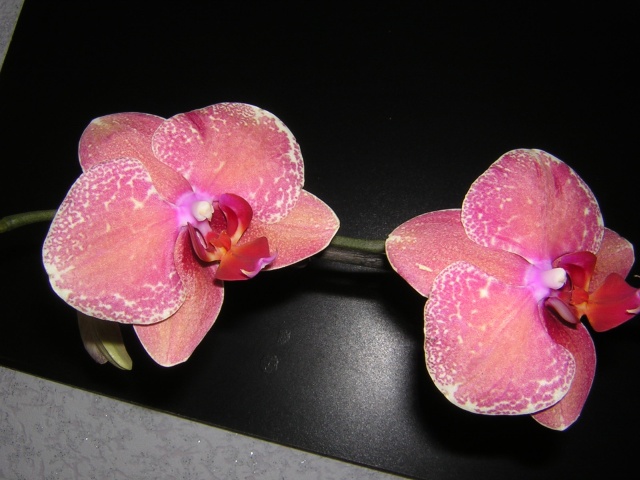 DSCN3149.jpg