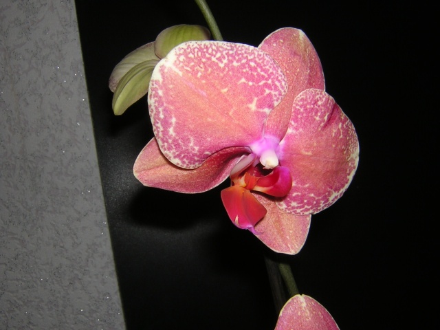 DSCN3151.jpg