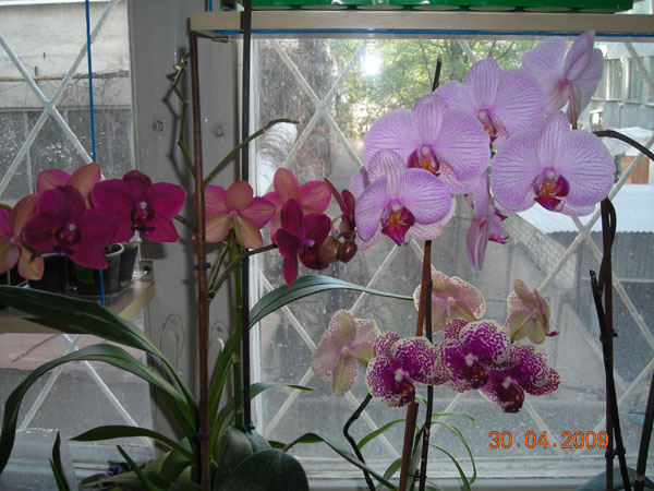 DSCN0415 ev.jpg
