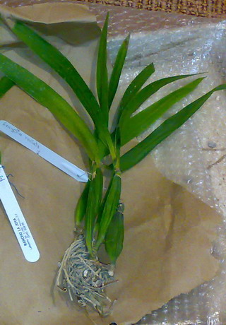 OlegCherry_EncycliaRadiata_LaJoya_000.jpg