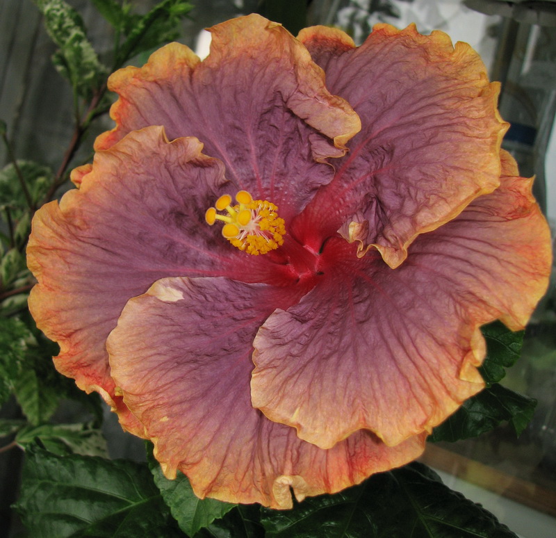 IMG_6987.jpg