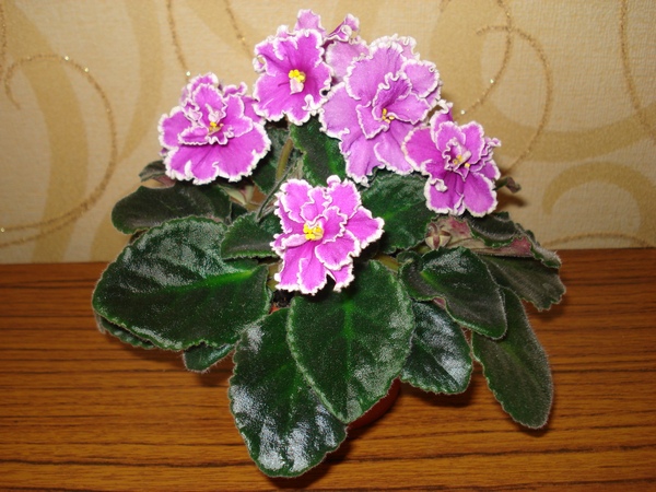 DSC04133.JPG