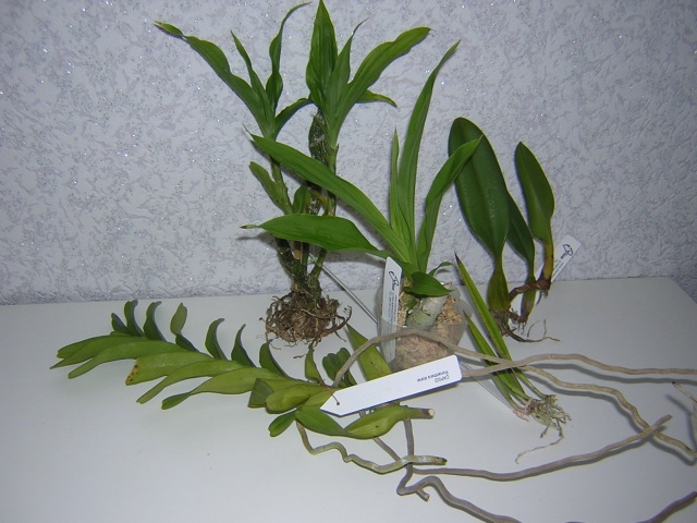 DSCN3231.jpg