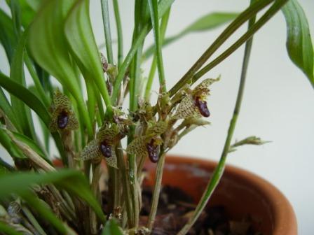 Dryadella simula