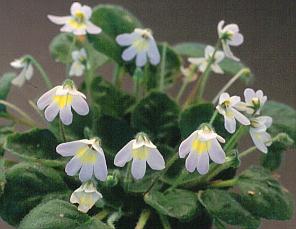 Petrocosmea_barbata.jpeg