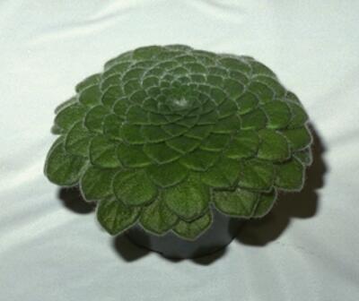 Petrocosmea-forrestii2.jpeg