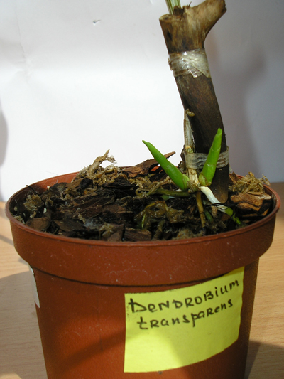 dendr tr.jpg