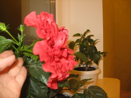 IMG_35621.JPG