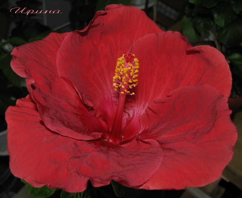IMG_7069.jpg