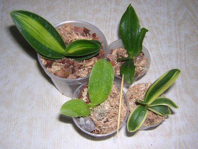 DSCN3270.jpg