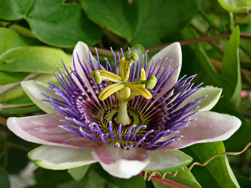 passiflora_hf.jpg