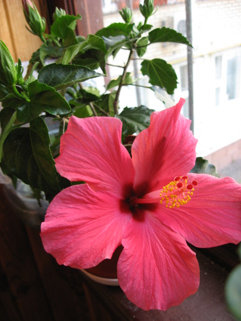 IMG_1861.JPG